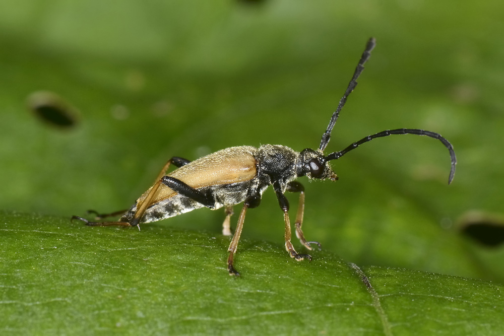 Stictoleptura rubra, Cerambycidae